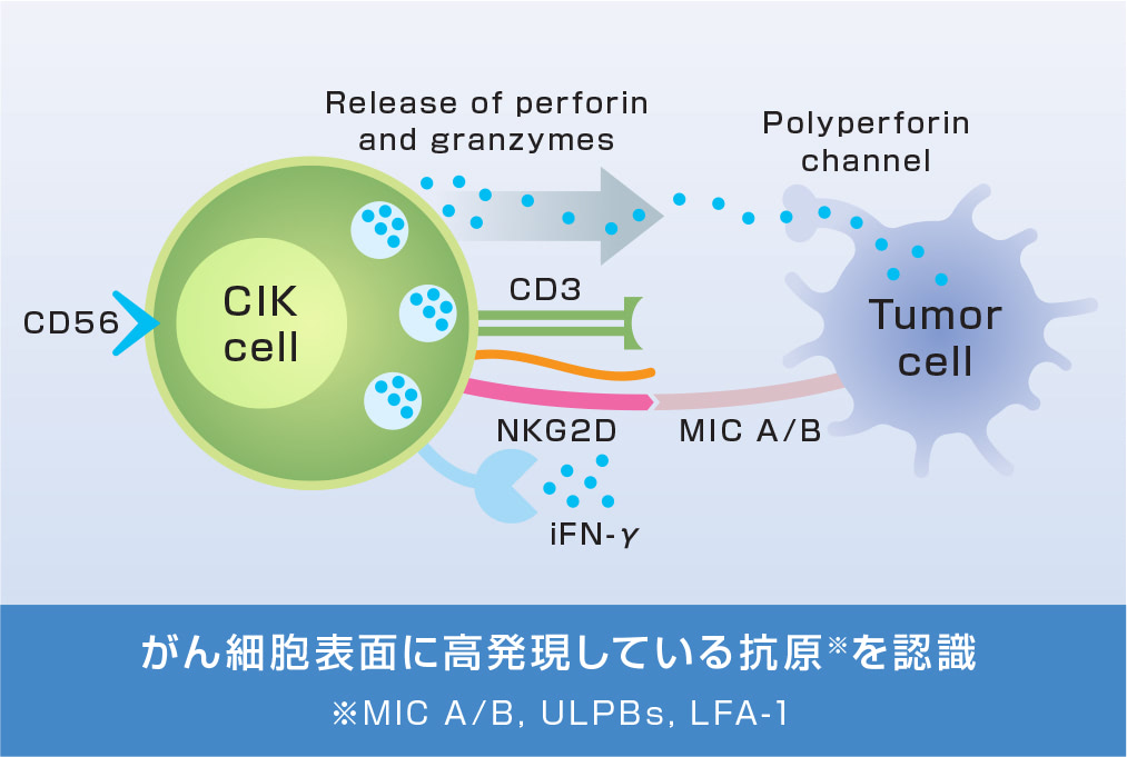 がん細胞表面に高発現している抗原を認識