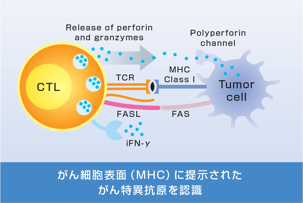 がん細胞表面（MHC）に提示されたがん特異抗原を認識