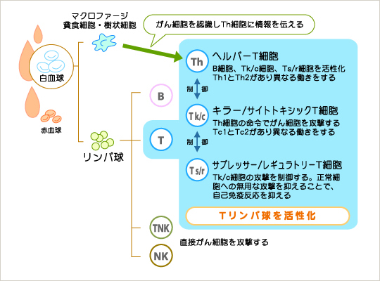 がんを攻撃するリンパ球 株式会社gcリンフォテック