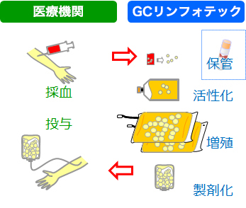 活性化自己リンパ球療法の流れ